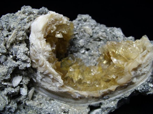 Rucks Pit Fossils