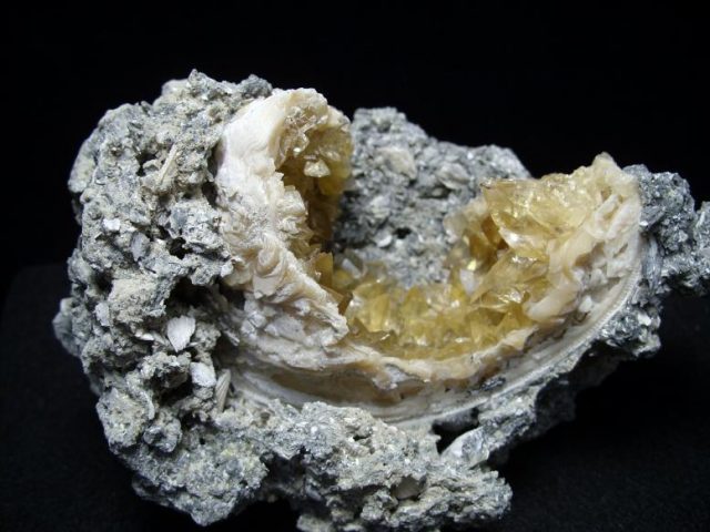 Mercenaria Fossil Clam (050518h)* “SPECIAL - BELOW DEALER COST ” * - Image 2
