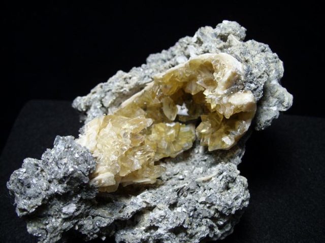 Mercenaria Fossil Clam (050518h)* “SPECIAL - BELOW DEALER COST ” * - Image 3