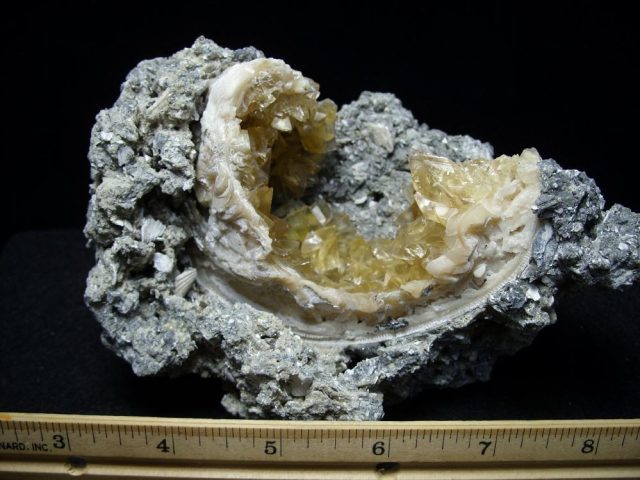Mercenaria Fossil Clam (050518h)* “SPECIAL - BELOW DEALER COST ” * - Image 4