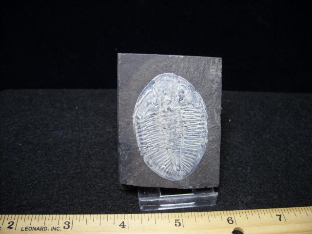 Pseudogygites Trilobite