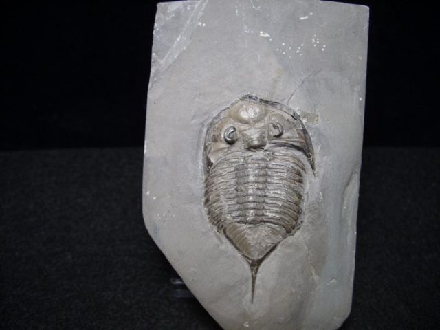 Dalmanities trilobites