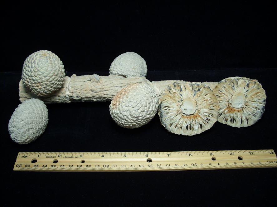 patagonia fossils