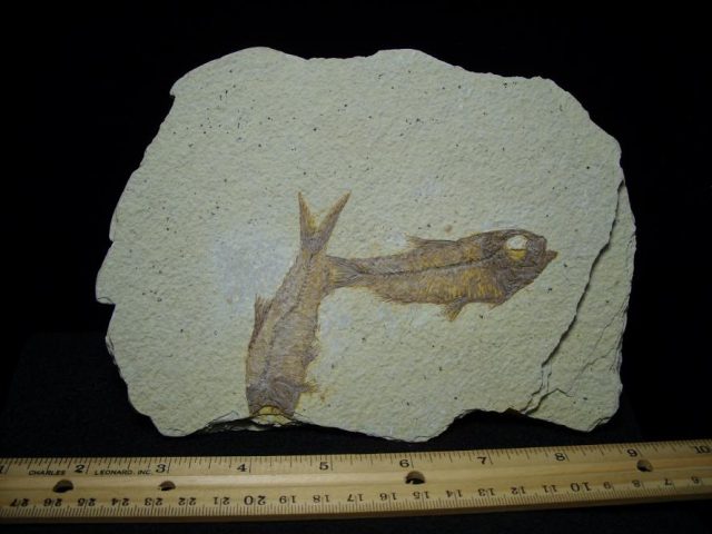 Lebanese - fish fossils for sale