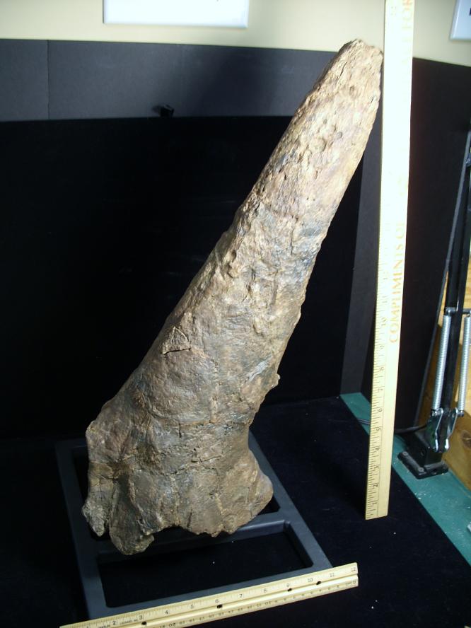 triceratops brow horn for sale