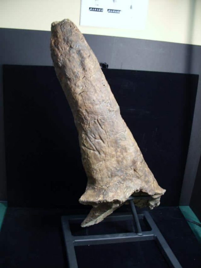 Triceratops Dinosaur Horn