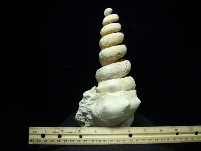 Gastropod fossils