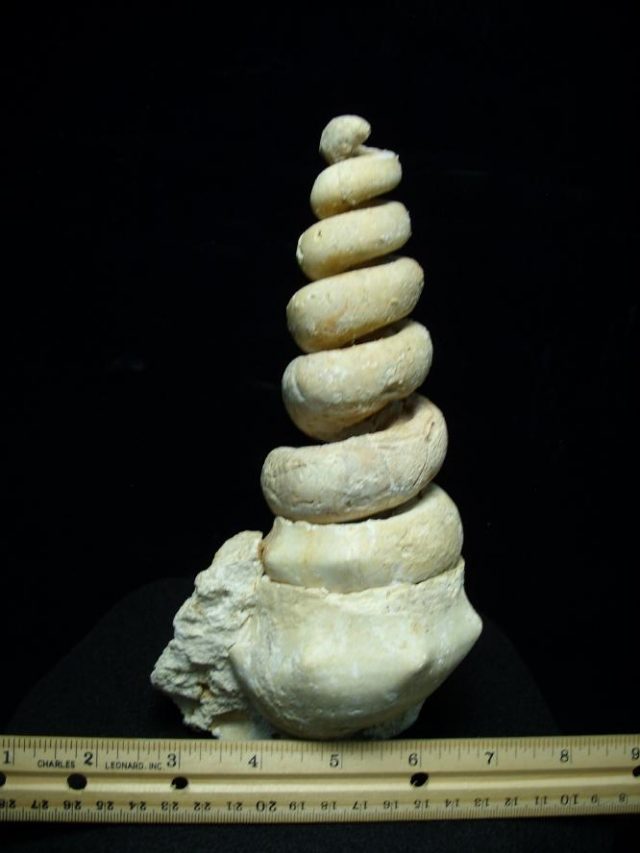 Gastropod fossils