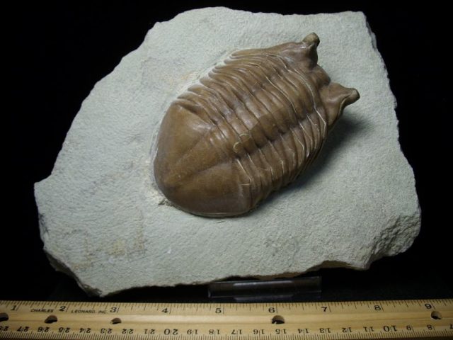 Russian Trilobite Fossils