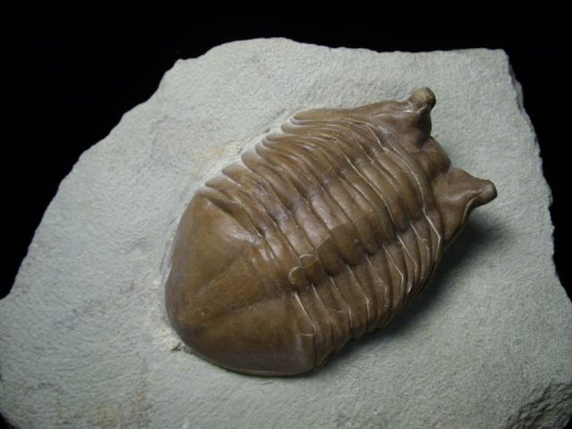 Russian Trilobite Fossils