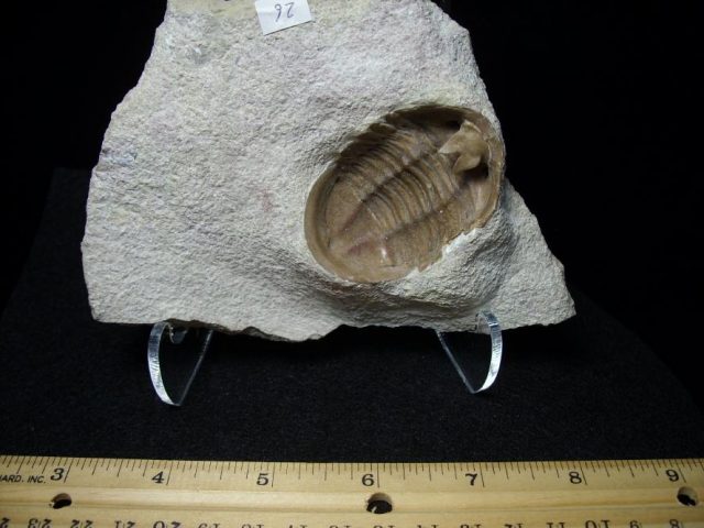 Russian Trilobite Fossils