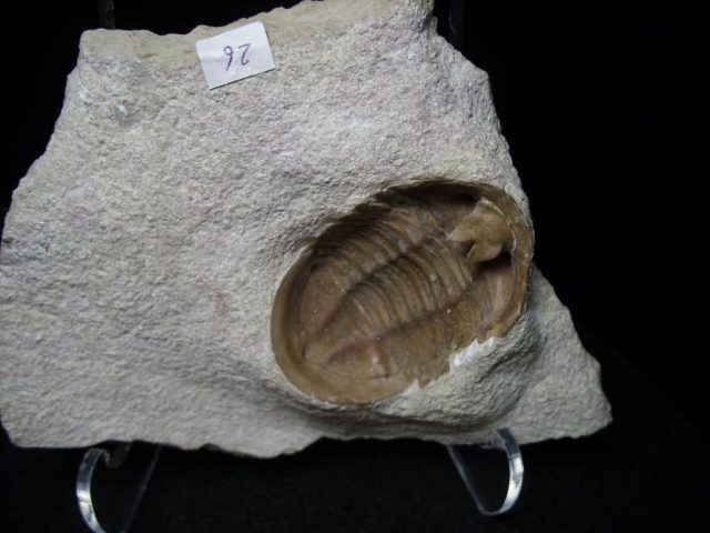 Russian Trilobite Fossils