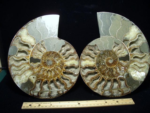 Ammonite Fossils