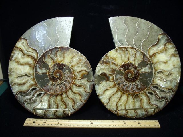 Ammonite Fossils