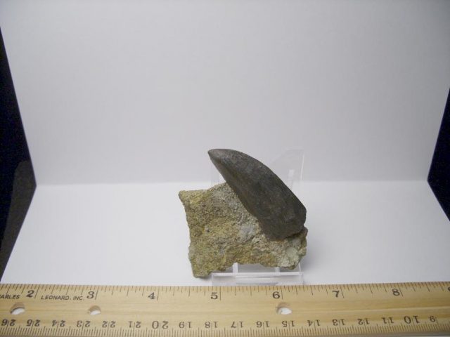 Daspletosaurus Dinosaur Tooth