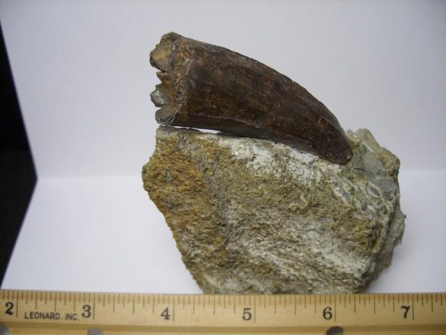 buy dinosaur teeth