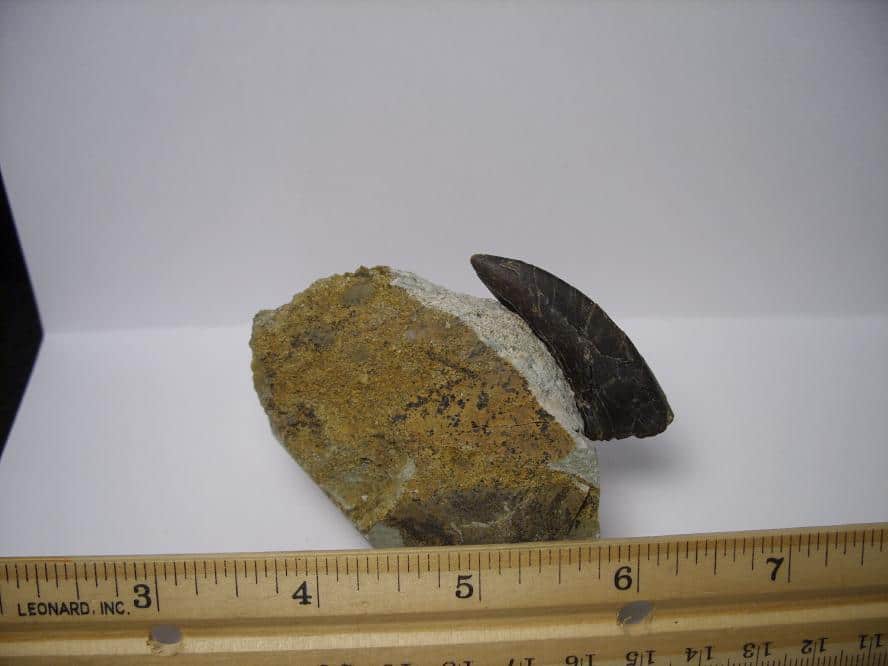 dinosaur tooth fossil for sale