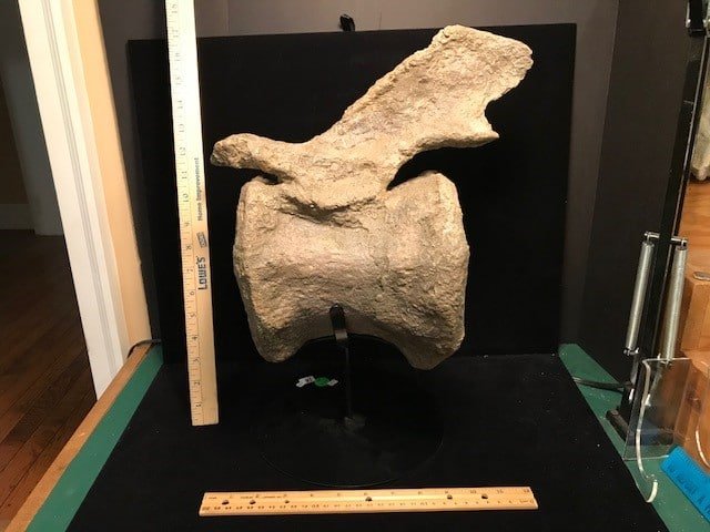 jurassic bones