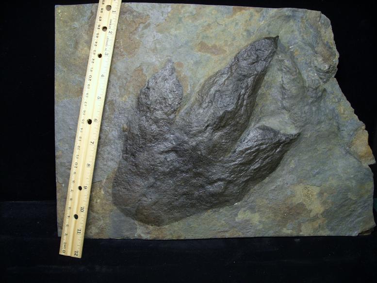 dinosaur fossil footprints for sale