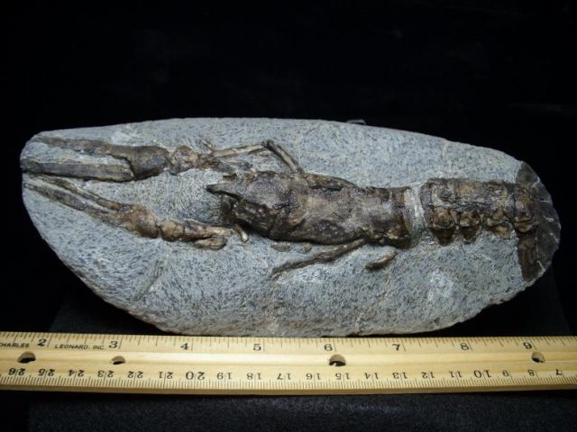 Crab Fossils