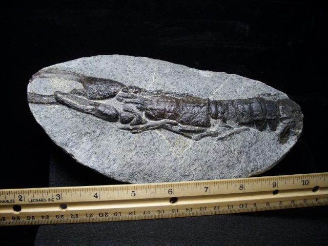 Lobster Fossils