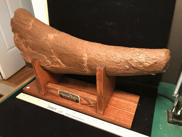 Complete Triceratops Brow Horn (100218a) - Image 3