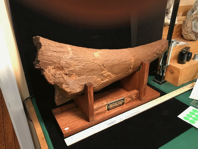 Complete Triceratops Brow Horn (100218a) - Image 4