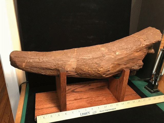 Complete Triceratops Brow Horn (100218a) - Image 5