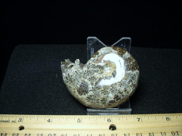 ammonites