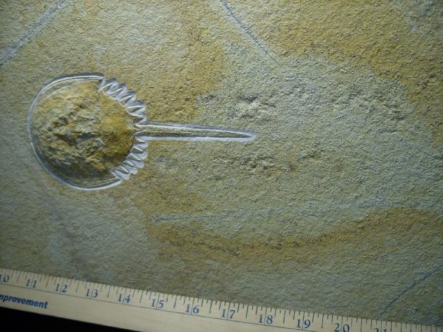 Solnhofen Fossil Horseshoe Crab with Tracks (110518c) - Image 4