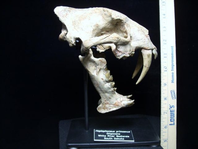 Saber Tooth Cats