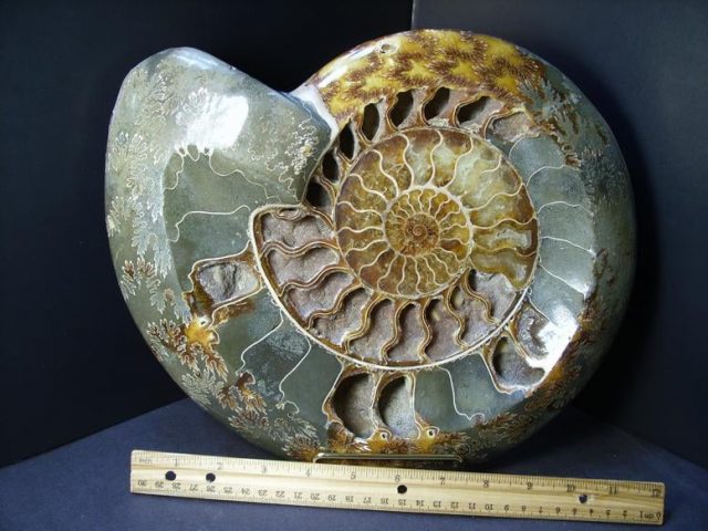 Ammonite Fossils