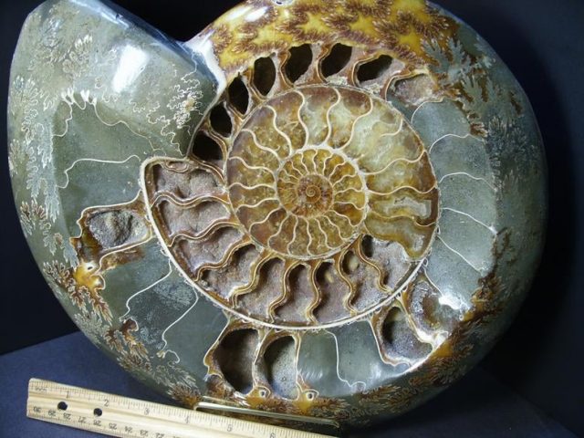 Ammonite Fossils
