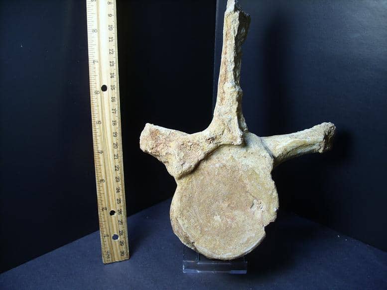mosasaurus vertebrae
