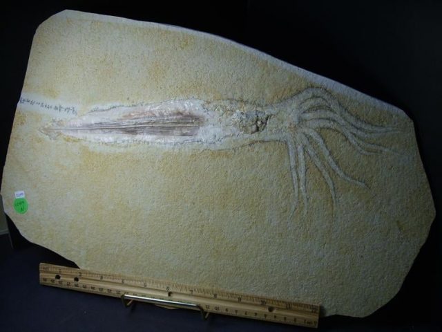 Dinosaur fossils