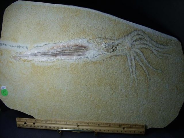 gastropods