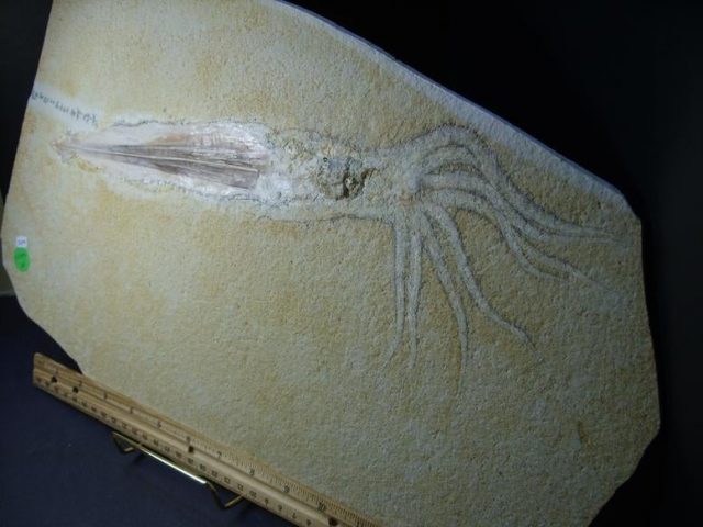 paleontology