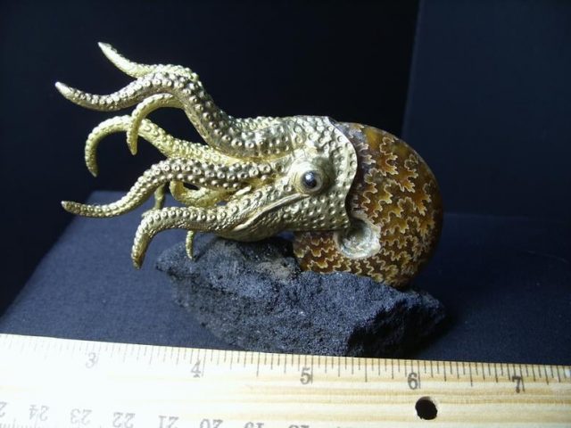 ammonites