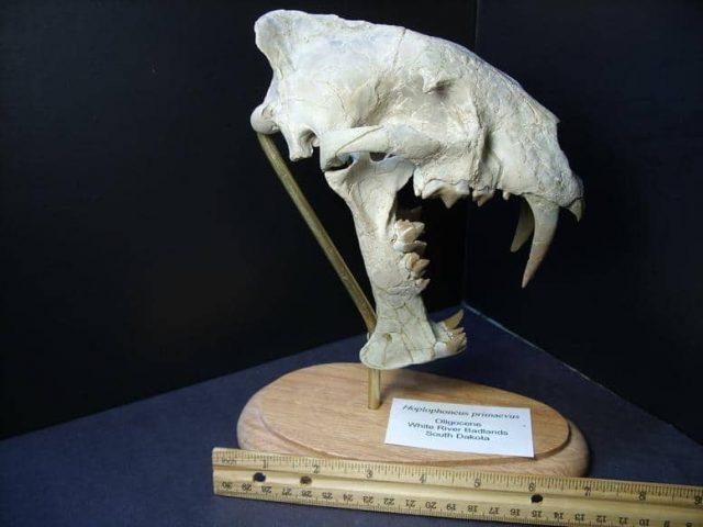 Sabre tooth Cat Fossils