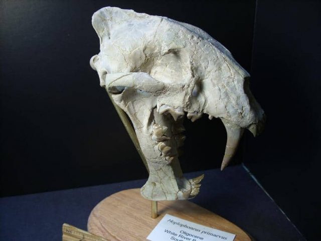 Saber Tooth Cat Fossil Skull (013819a) - Image 3
