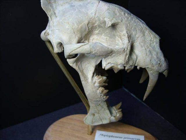 Saber Tooth Cat Fossil Skull (013819a) - Image 4