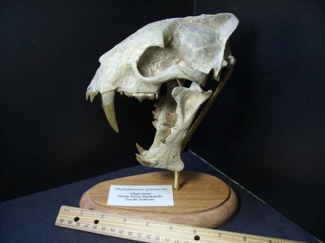 Saber Tooth Cat
