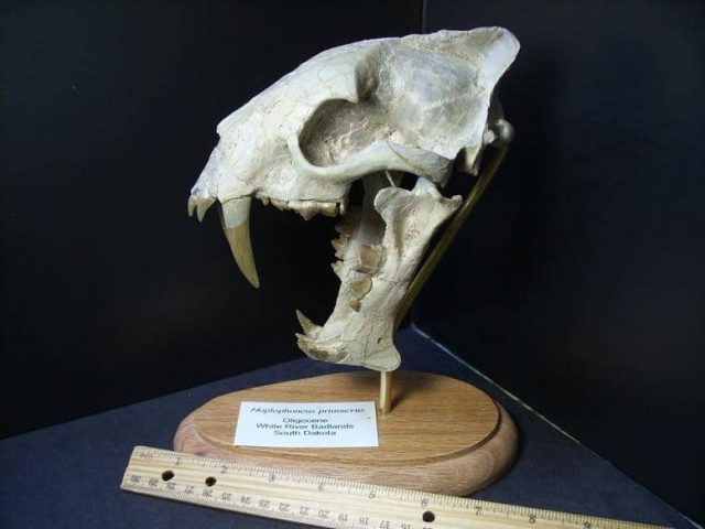 Saber Tooth Cat Fossil Skull (013819a) - Image 6