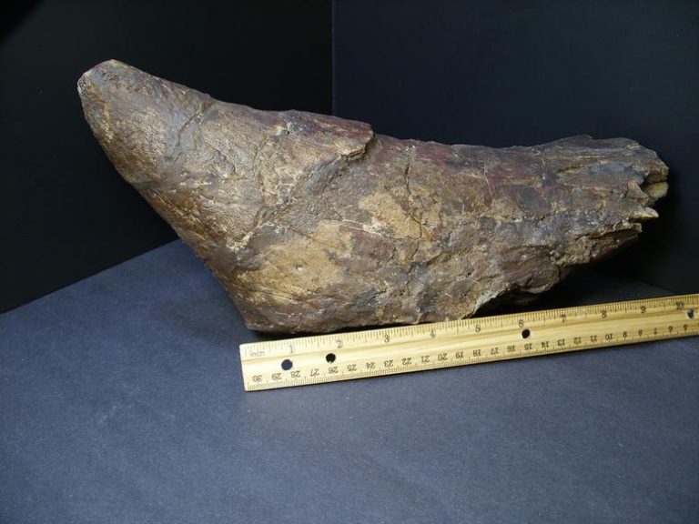 buy triceratops fossil