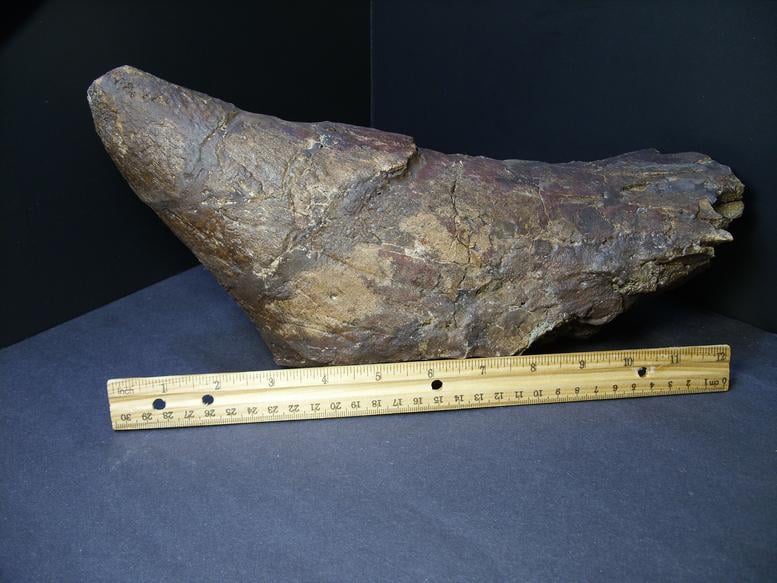 dinosaur with a horn on its nose