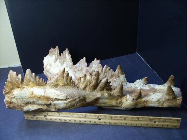 Basilosaurus Whale Jaw (013019z) - Image 4