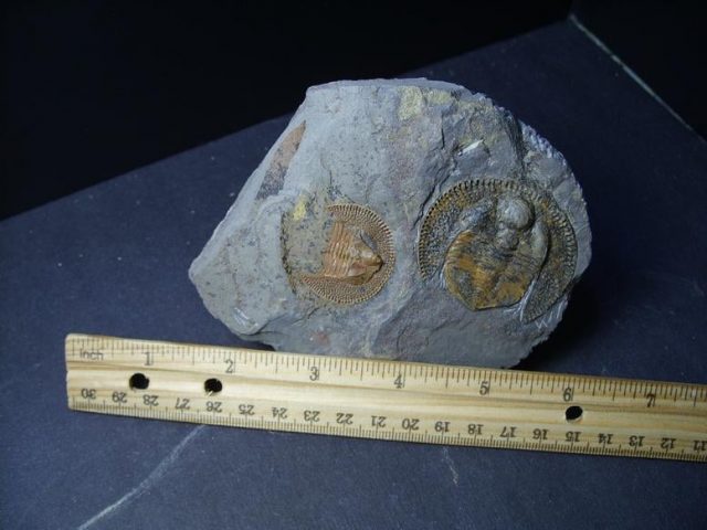 trilobites