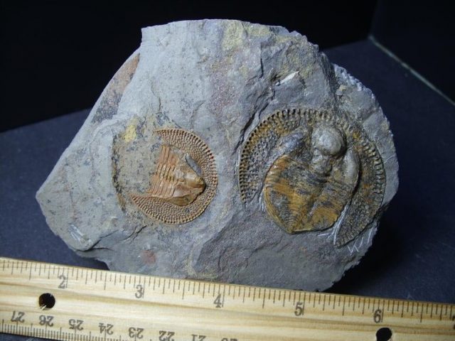 Declivolithus trilobite