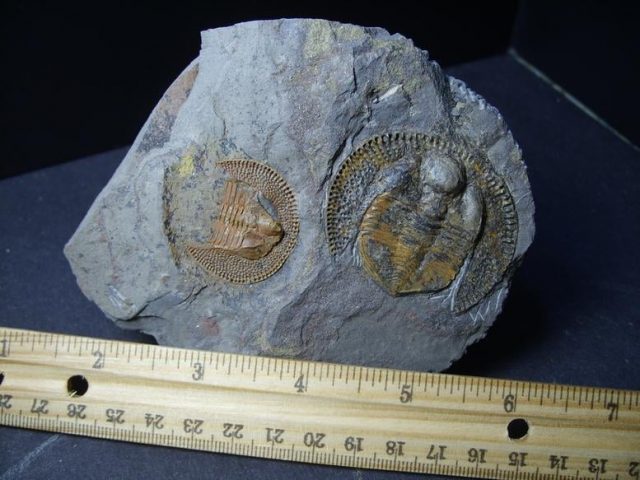 **CHRISTMAS SALE**Declivolithus Trilobite (013019c) - Image 4