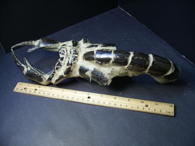 Fossil Arthropods